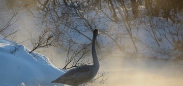 Schwan im Winter bei Nebel am Fluss