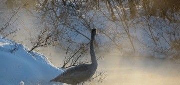 Schwan im Winter bei Nebel am Fluss Schwan im Winter bei Nebel am Fluss
