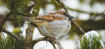 Spatz sitzt auf Baum