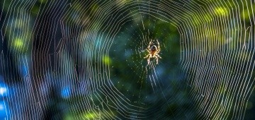 Spinne im Netz Spinne im Netz