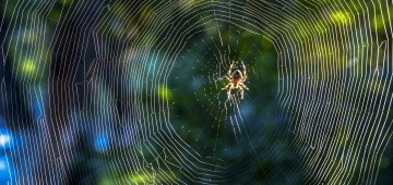 Spinne im Netz