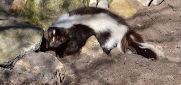 Stinktier zwischen Felsen Stinktier zwischen Felsen
