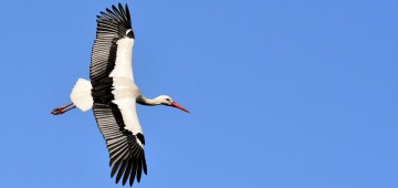 Storch fliegt am Himmel