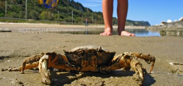 Kind fängt eine Strandkrabbe