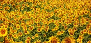 Feld mit Sonnenblumen Feld mit Sonnenblumen