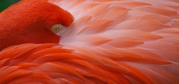 Flamingo steckt seinen Kopf zwischen sein Gefieder