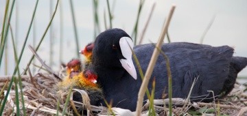 Blässhuhn-Nest mit Küken