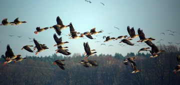 Wildgänse ziehen am Himmel