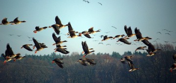 Wildgänse ziehen am Himmel Wildgänse ziehen am Himmel