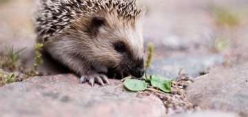 Ein junger europäischer Igel