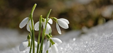 Schneeglöckchen im Schnee