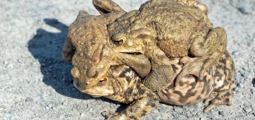 Kröte gräbt sich frei Kröte gräbt sich frei