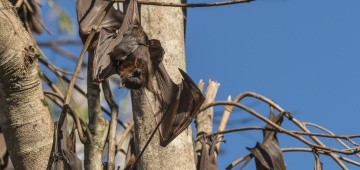 Fledermaus mit Baby im Baum