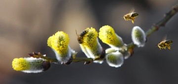 Bienen auf Weidenkätzchen