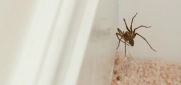 Spinne in Zimmerecke Spinne in Zimmerecke