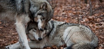 Zwei Wölfe schmusen miteinander