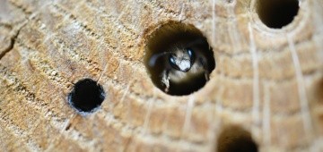 Wildbiene im Insektenhotel