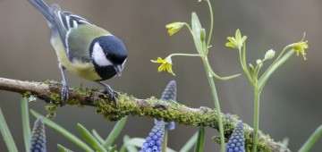 Kohlmeise auf frühlingshaftem Zweig