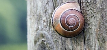 Schnecke an Stamm Schnecke an Stamm