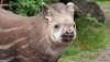 Tapir lacht oder zeigt Zähne